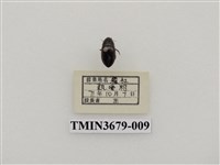 藏品(龍蝨、牙蟲)的圖片
